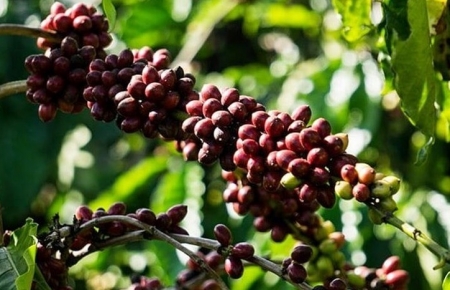Giá cà phê hôm nay 8/11: Thị trường trong nước tăng