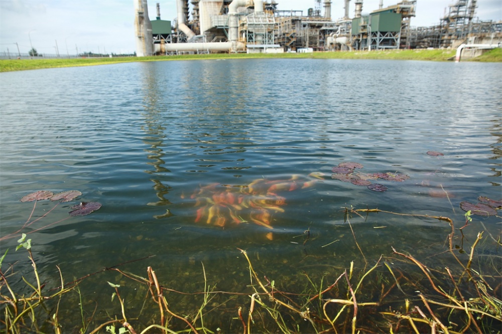 Đoàn Thanh niên BSR triển khai công trình “Cải tạo cảnh quang môi trường tại phân xưởng xử lý nước thải của Nhà máy Lọc dầu Dung Quất”