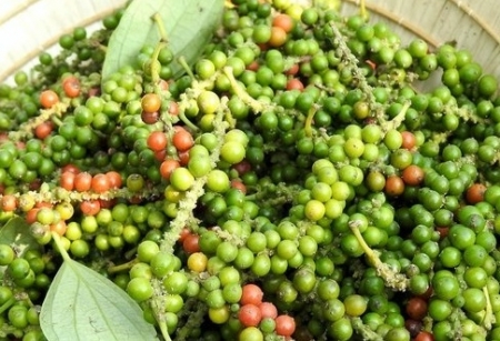 Giá tiêu hôm nay 13/11: Đồng loạt đi ngang