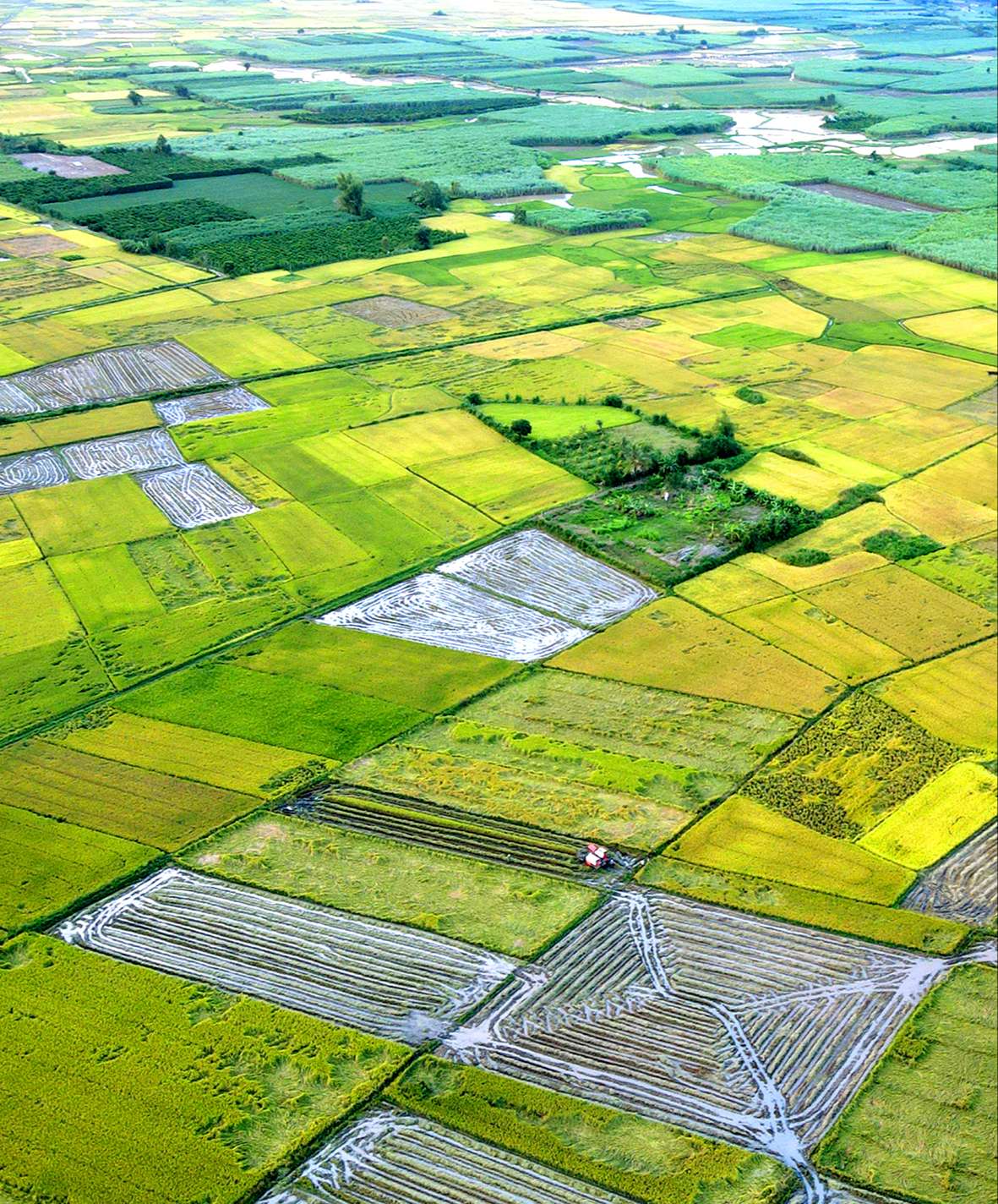 Bức tranh trên đồng lúa Bức tranh trên đồng lúa