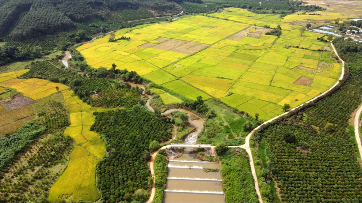 Bức tranh trên đồng lúa Bức tranh trên đồng lúa