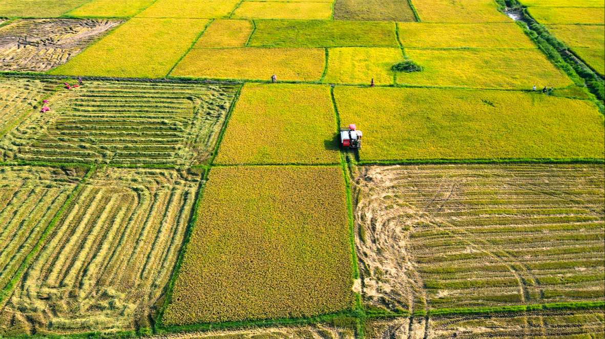 Bức tranh trên đồng lúa Bức tranh trên đồng lúa