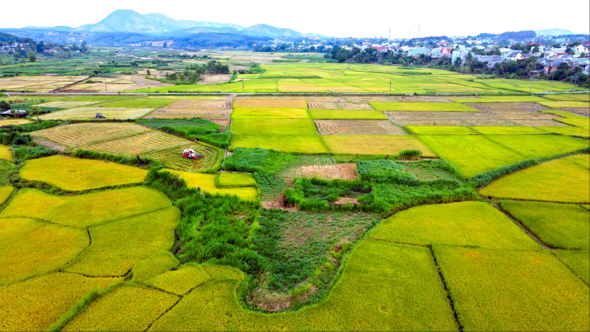 Bức tranh trên đồng lúa