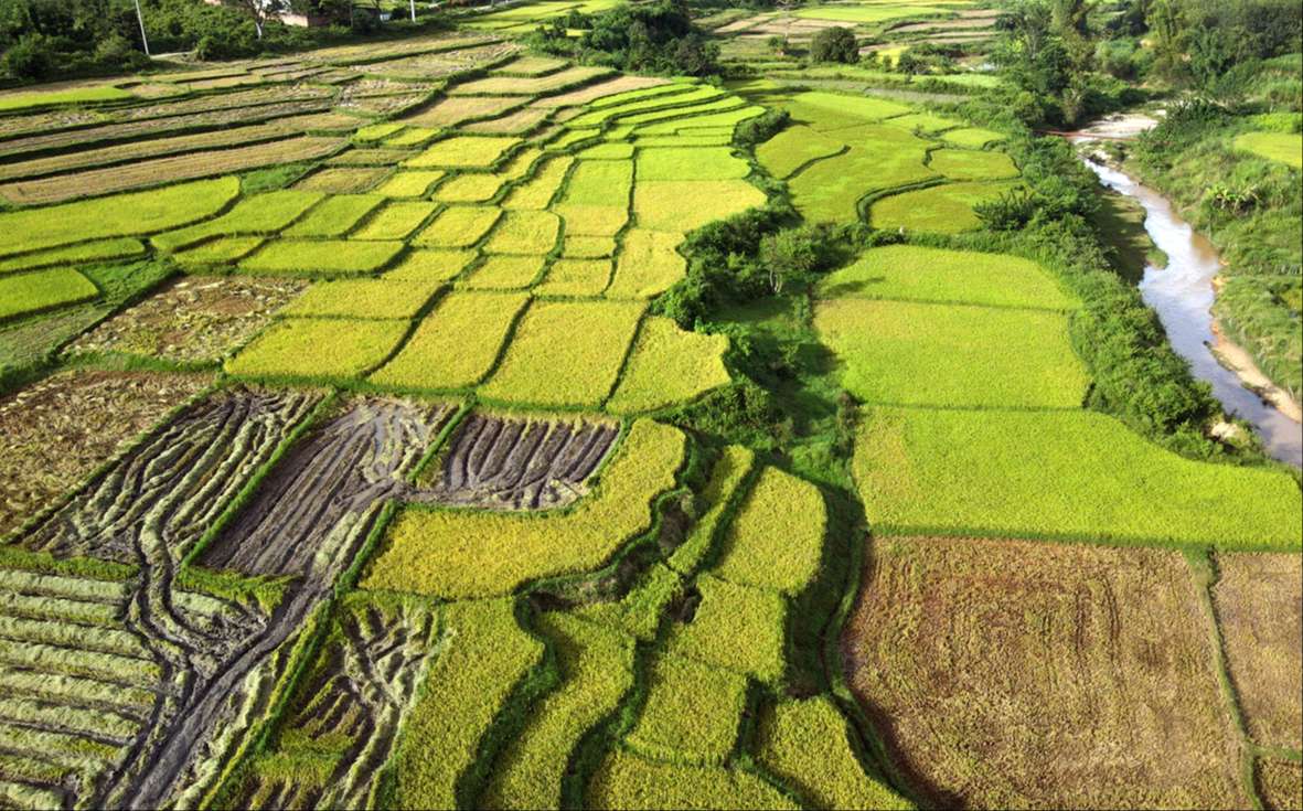 Bức tranh trên đồng lúa Bức tranh trên đồng lúa