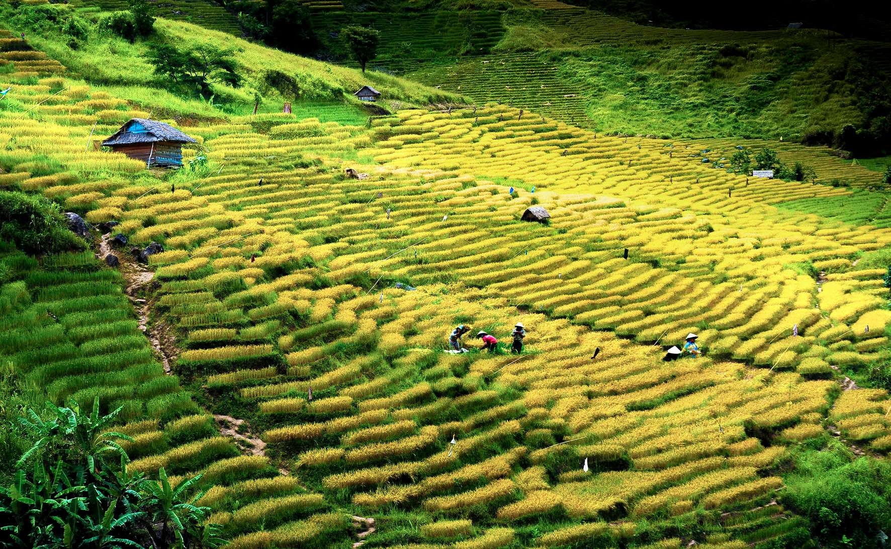 Bức tranh trên đồng lúa Bức tranh trên đồng lúa