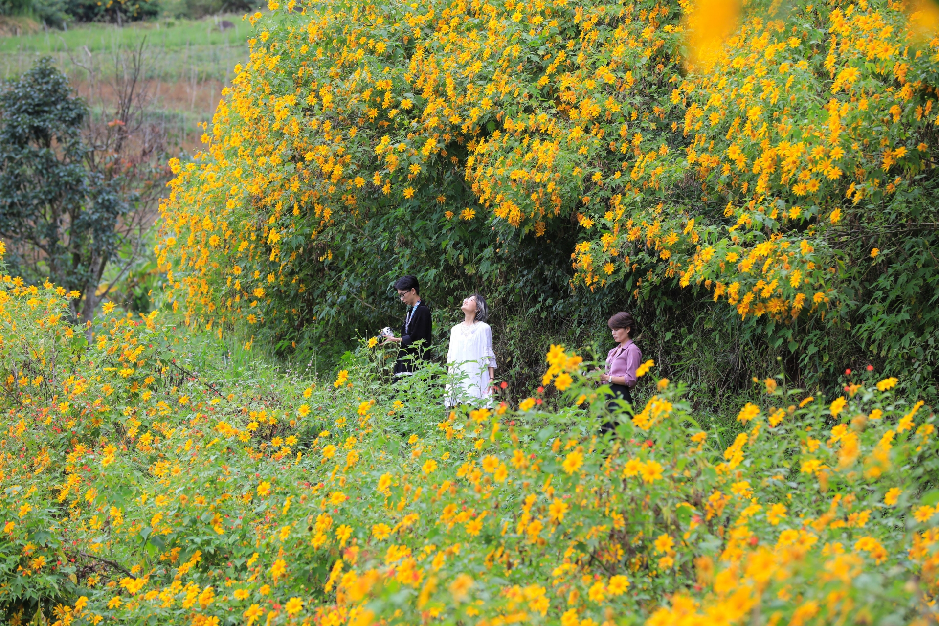Hoa quỳ nhuộm vàng cao nguyên Lâm Viên