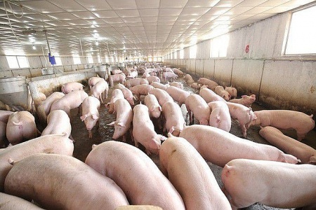 Triển khai quyết liệt, đồng bộ các giải pháp phòng, chống bệnh dịch tả lợn châu Phi