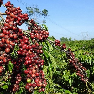 Tin tức kinh tế ngày 17/11: Giá xuất khẩu cà phê đạt mốc cao nhất trong 30 năm qua