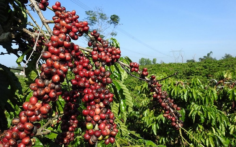 Tin tức kinh tế ngày 17/11: Giá xuất khẩu cà phê đạt mốc cao nhất trong 30 năm qua