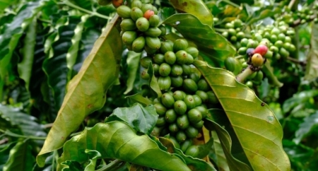 Giá cà phê hôm nay 21/11: Arabica tăng trên 4%
