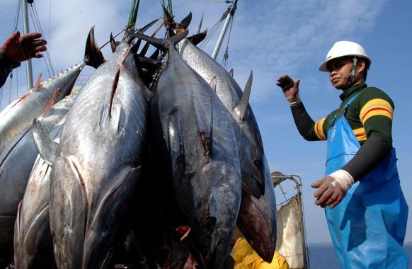 Xuất khẩu cá ngừ: Một số thị trường chính có dấu hiệu phục hồi