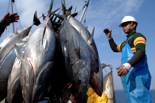 Xuất khẩu cá ngừ: Một số thị trường chính có dấu hiệu phục hồi