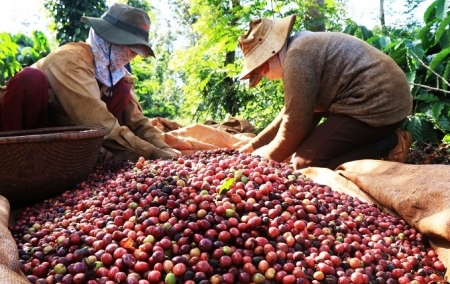Tin tức kinh tế ngày 23/11: Sản lượng cà phê sụt giảm mạnh