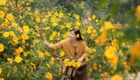 Rực rỡ mùa hoa dã quỳ ở Ninh Bình