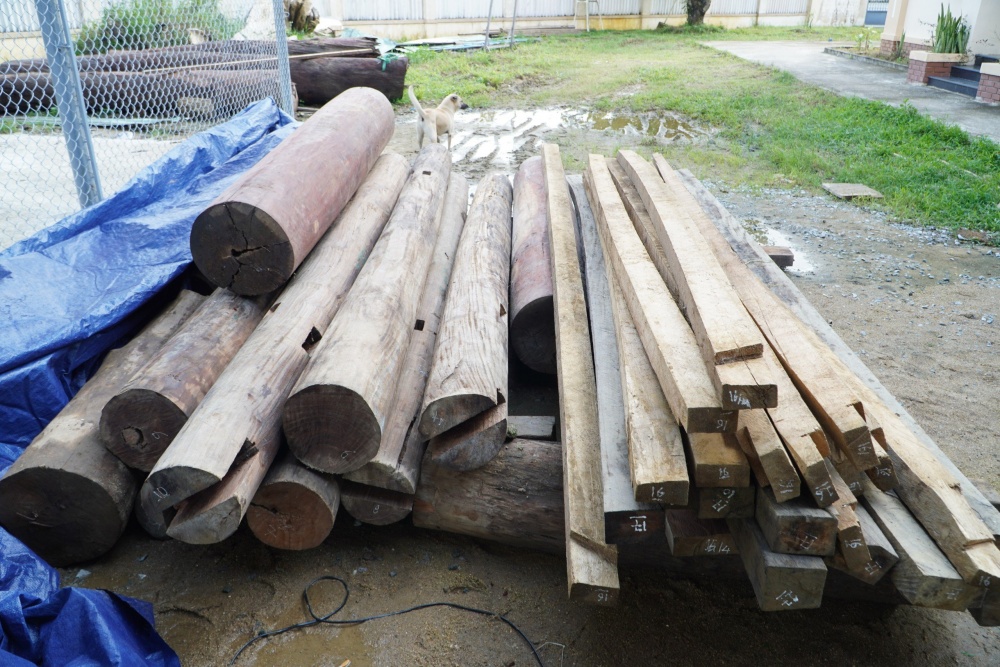 Quảng Nam: Phát hiện gần 5m3 gỗ lậu tại huyện Phước Sơn