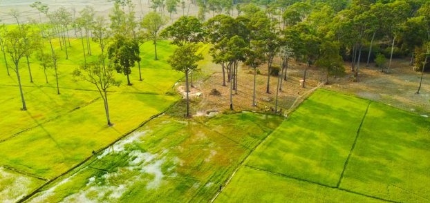 Check in cánh đồng cây dầu ở Tà Lài