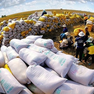 Tin tức kinh tế ngày 3/12: Việt Nam là thị trường xuất khẩu gạo lớn nhất vào Trung Quốc
