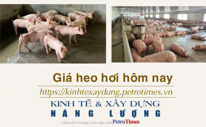 Giá heo hơi hôm nay 6/12: Ghi nhận giảm tại miền Bắc và miền Trung