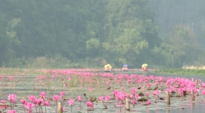 Ninh Bình: Bảo tồn giá trị hệ sinh thái, cảnh quan sông Ngô Đồng
