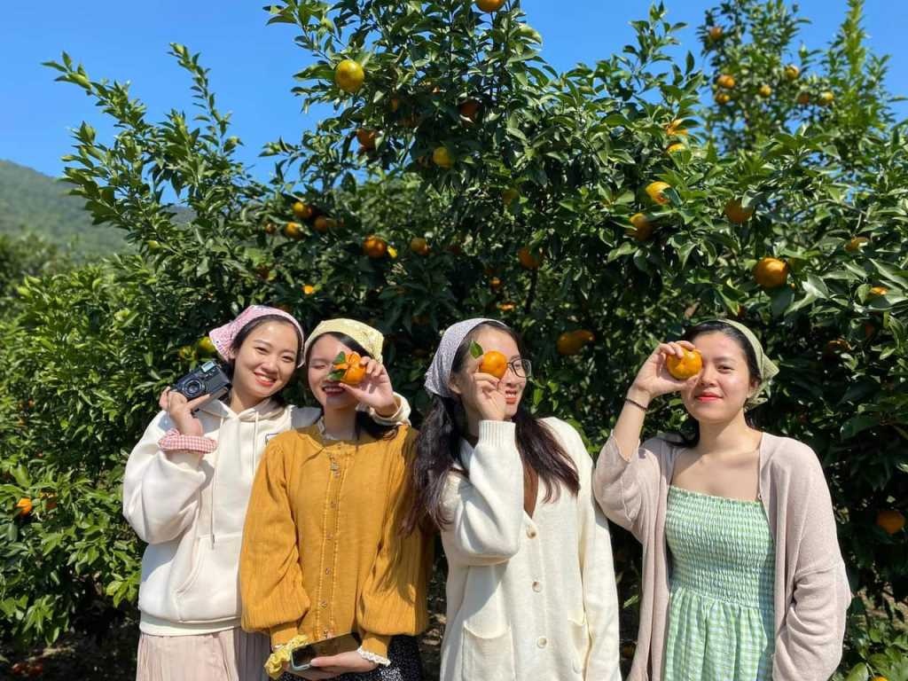 Sức hấp dẫn từ du lịch trải nghiệm vườn cam tại Vạn Yên (Vân Đồn)