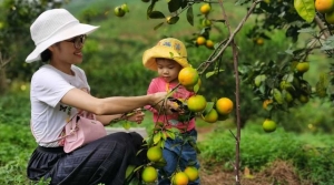 Sức hấp dẫn từ du lịch trải nghiệm vườn cam tại Vạn Yên (Vân Đồn)