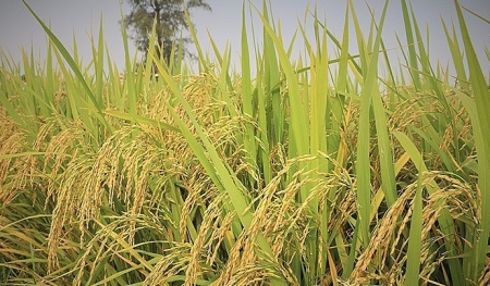 Điểm tên các điểm yếu của ngành lúa gạo Việt
