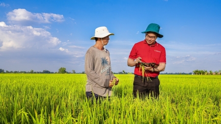 Agribank cung cấp sản phẩm dịch vụ cho Đề án 1 triệu ha lúa