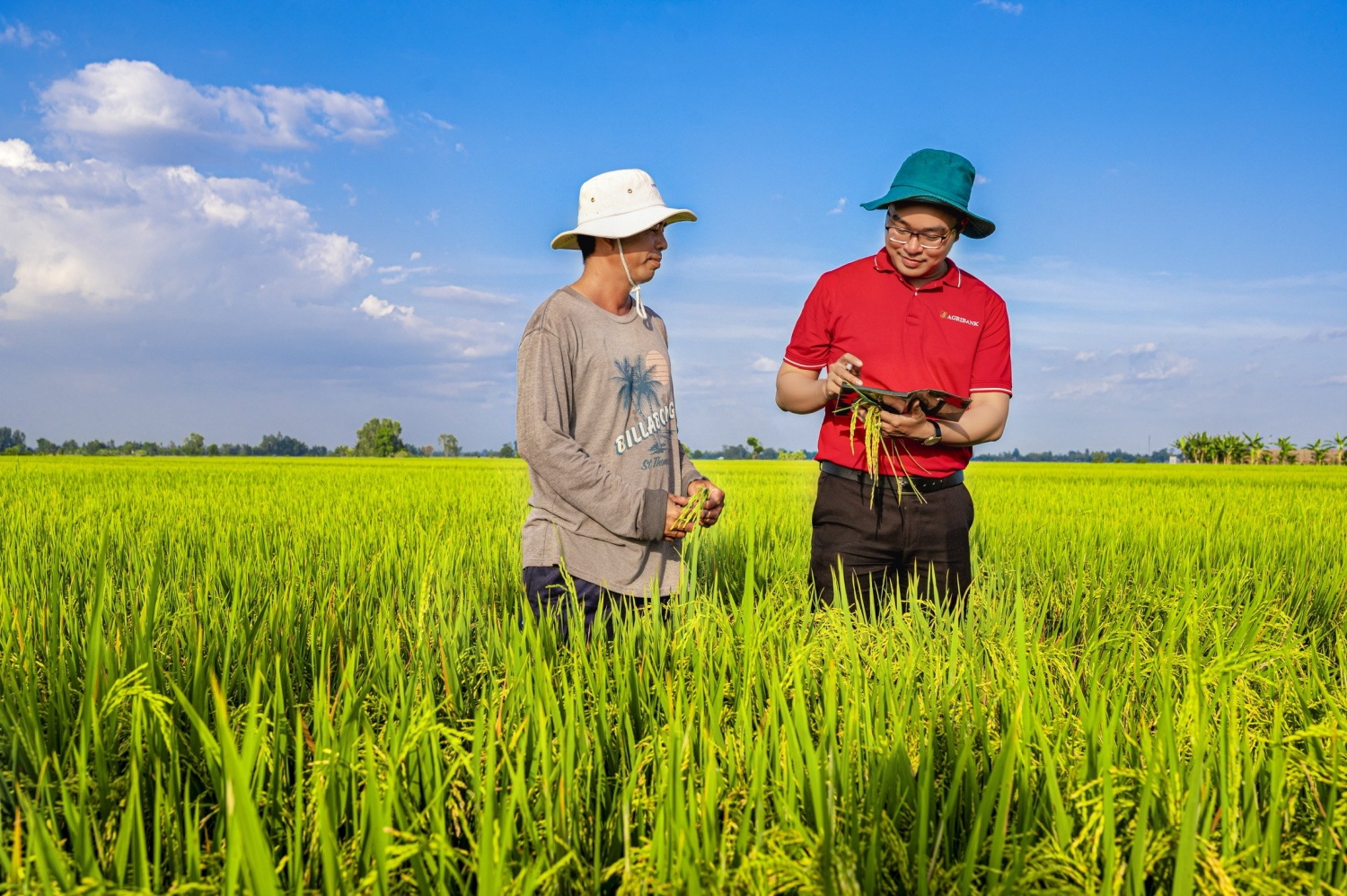 Agribank cung cấp sản phẩm dịch vụ cho Đề án 1 triệu ha lúa