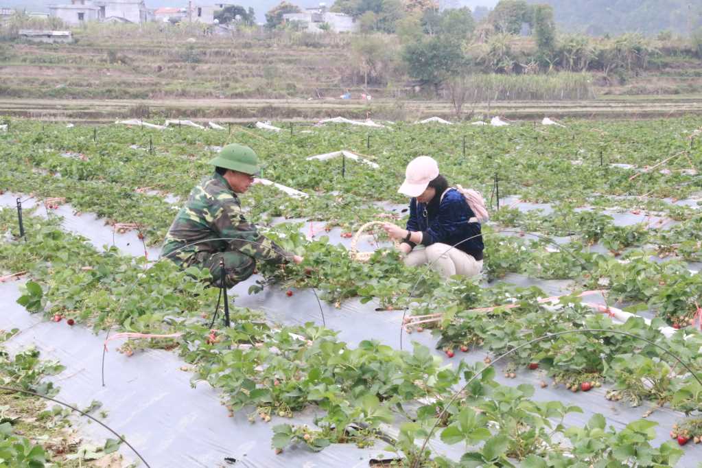 Bình Liêu (Quảng Ninh): Đặc sắc du lịch nông nghiệp