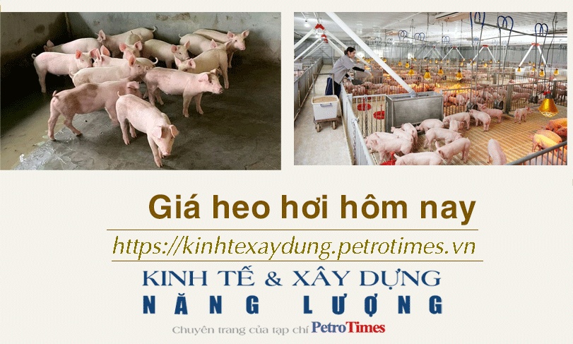 Giá heo hơi hôm nay 19/12: Biến động không đồng đều giữa các miền