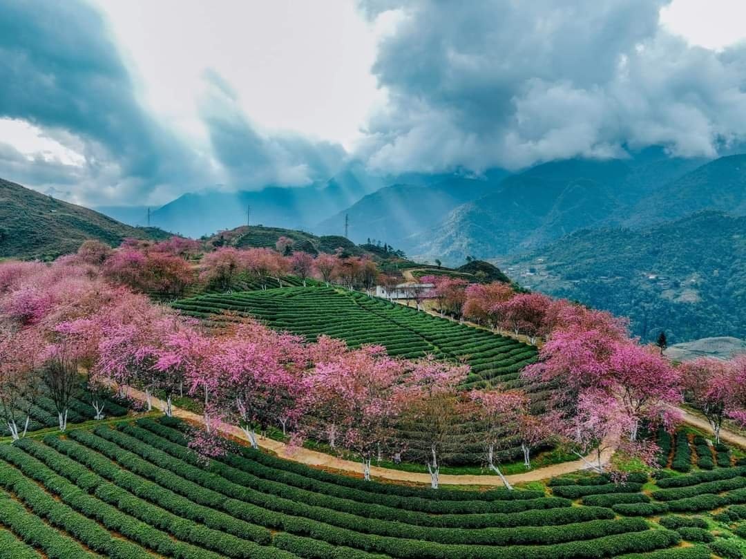 Đến Sa Pa ngắm hoa anh đào