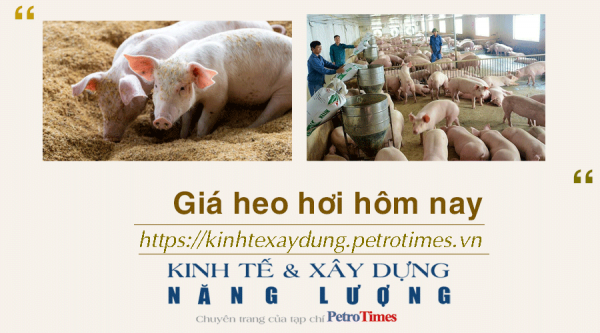 gia-heo-hoi-hom-nay-2612-tang-rai-rac-o-ca-ba-mien-20231226082421.png