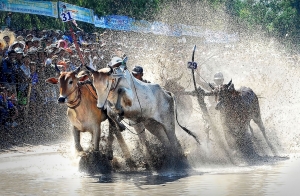 Nâng cao năng lực nhận diện di sản văn hóa “Hội đua bò Bảy Núi” tỉnh An Giang