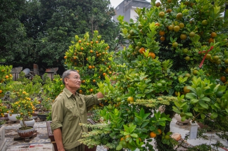 Chủ vườn Hà Nội ghép quất với "cây lạ" bán Tết thu hàng trăm triệu đồng