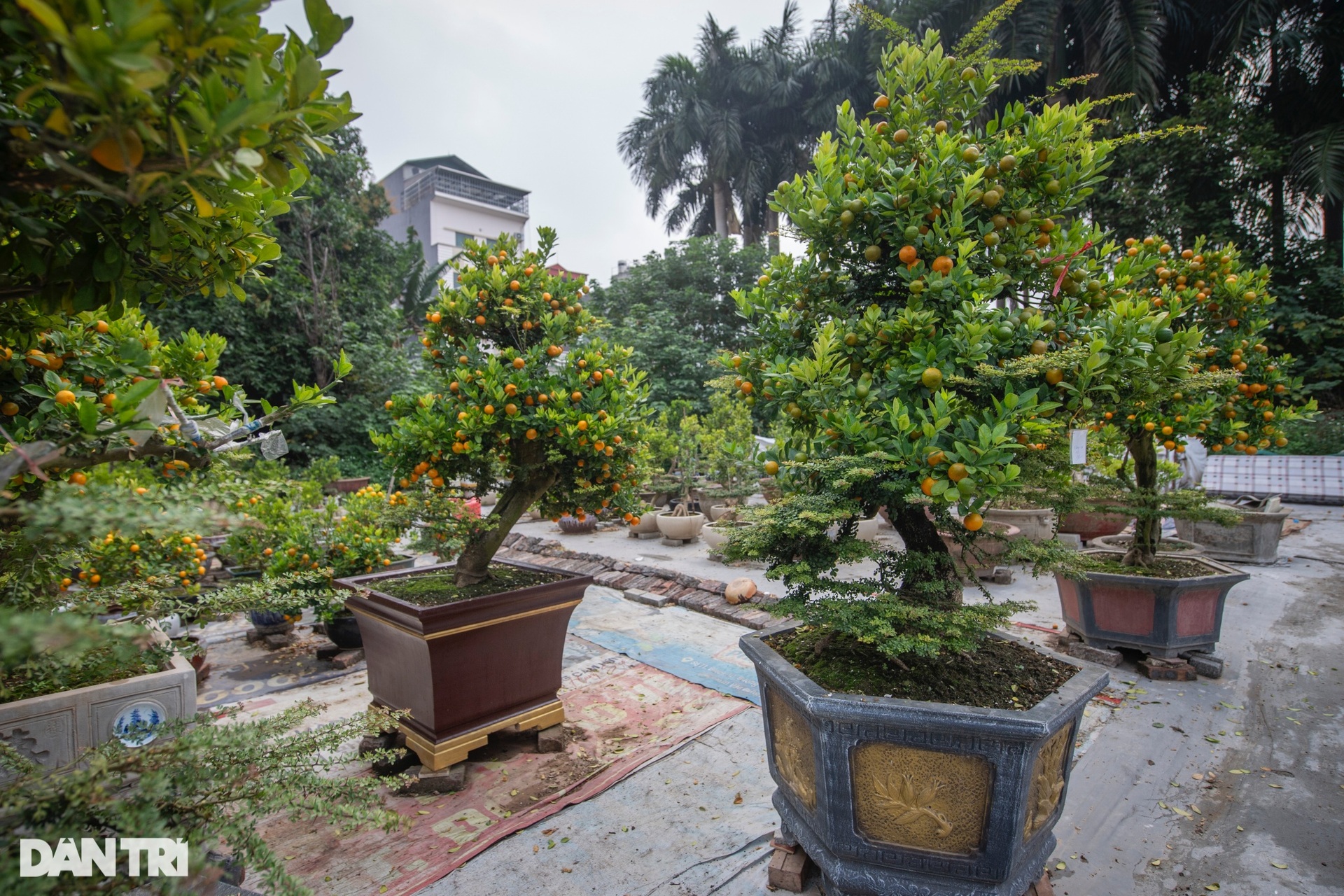 Chủ vườn Hà Nội ghép quất với cây lạ bán Tết thu hàng trăm triệu đồng - 4