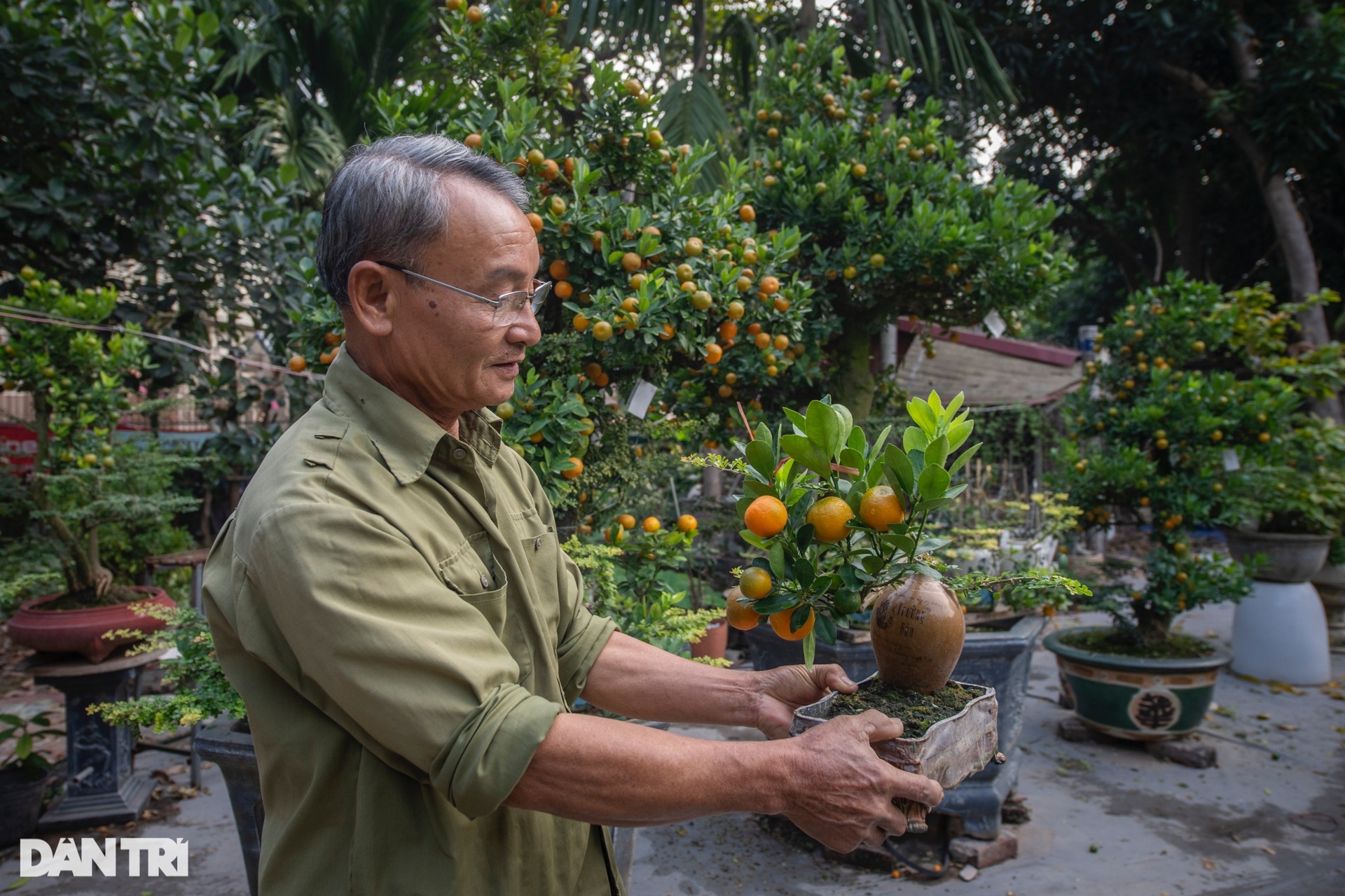 Chủ vườn Hà Nội ghép quất với cây lạ bán Tết thu hàng trăm triệu đồng - 13