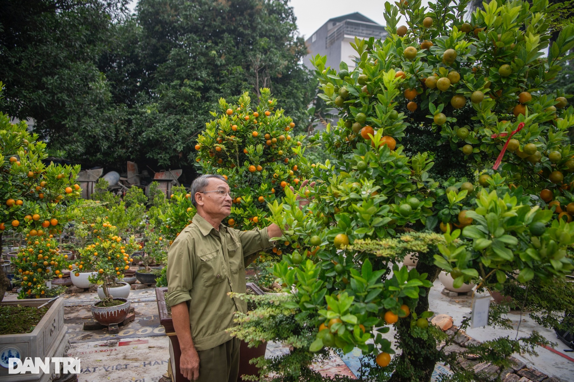 Chủ vườn Hà Nội ghép quất với cây lạ bán Tết thu hàng trăm triệu đồng - 2