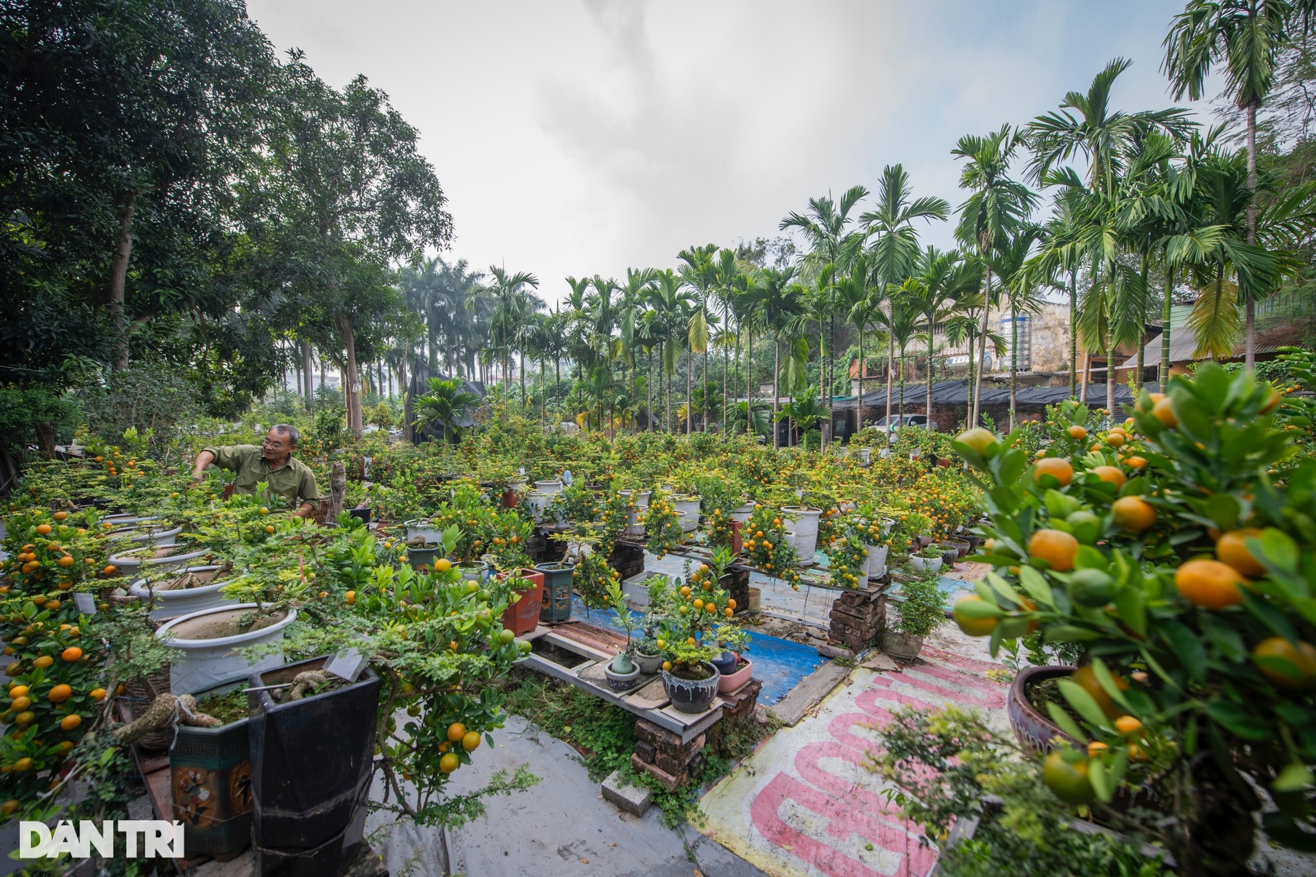 Chủ vườn Hà Nội ghép quất với cây lạ bán Tết thu hàng trăm triệu đồng - 1