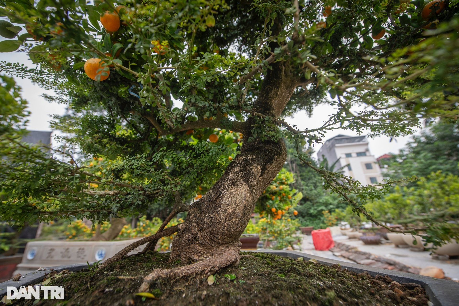 Chủ vườn Hà Nội ghép quất với cây lạ bán Tết thu hàng trăm triệu đồng - 6