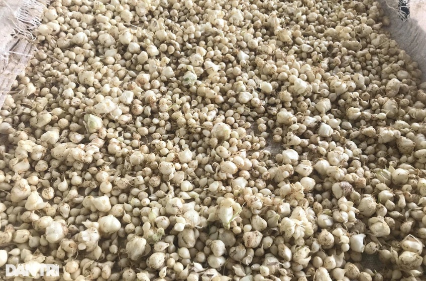 Hành tăm được phơi khô bán với giá từ 120.000-130.000 đồng/kg (Ảnh: Nguyễn Duy).