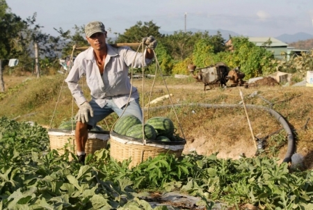 Nông dân huyện biên giới mừng Tết đủ đầy vì dưa hấu tăng giá