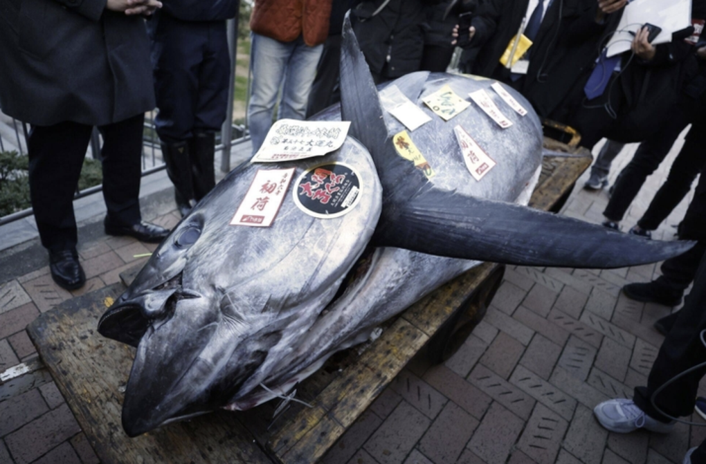 Cá ngừ khổng lồ giá hơn 19 tỷ đồng tại Nhật Bản - 1