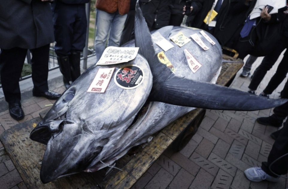Cá ngừ khổng lồ giá hơn 19 tỷ đồng tại Nhật Bản