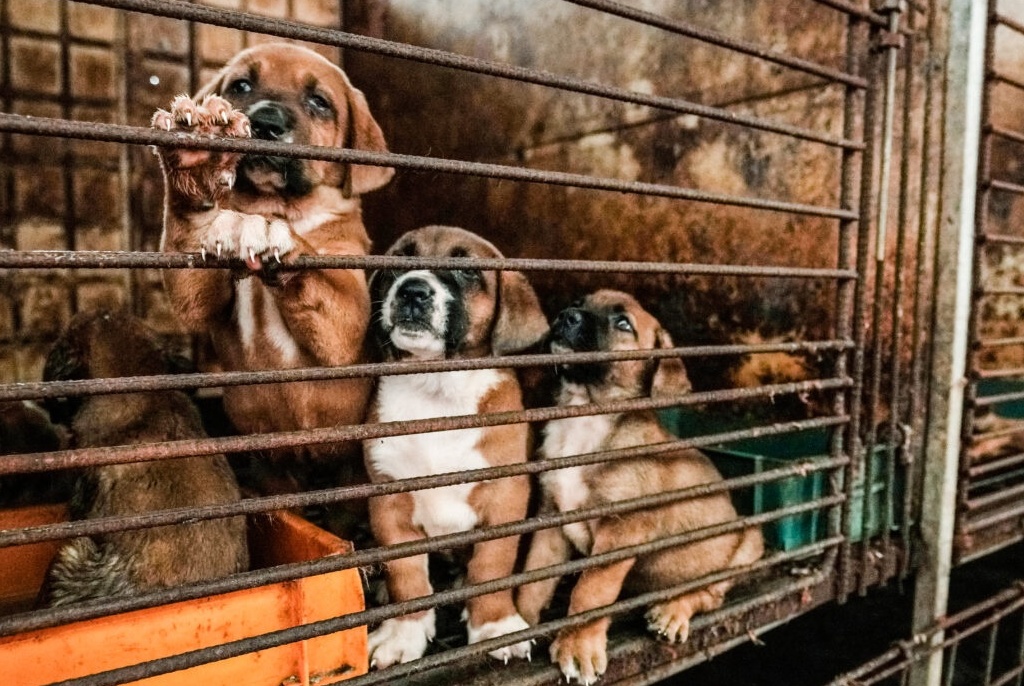 Hàn Quốc thông qua luật cấm ăn và bán thịt chó