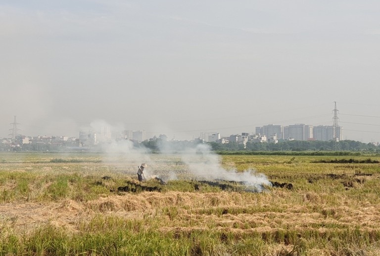 Hà Nội yêu cầu không để xảy ra hoạt động đốt rơm rạ khu vực sân bay Nội Bài