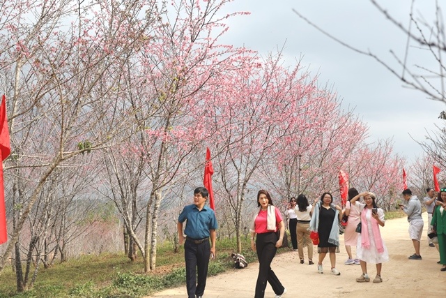 Miễn phí vé tham quan đảo hoa dịp Lễ hội Hoa anh đào - Điện Biên Phủ 2024