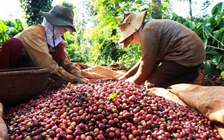 Kim ngạch xuất khẩu cà phê năm 2023 đạt mức cao kỷ lục