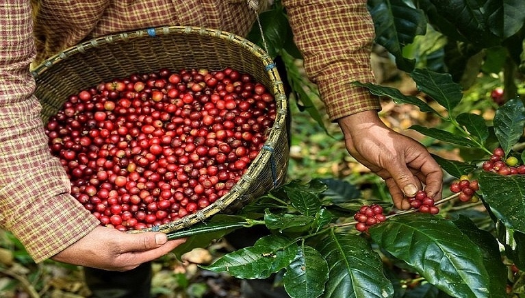 Tin tức kinh tế ngày 17/1: Giá cà phê xuất khẩu tăng mạnh