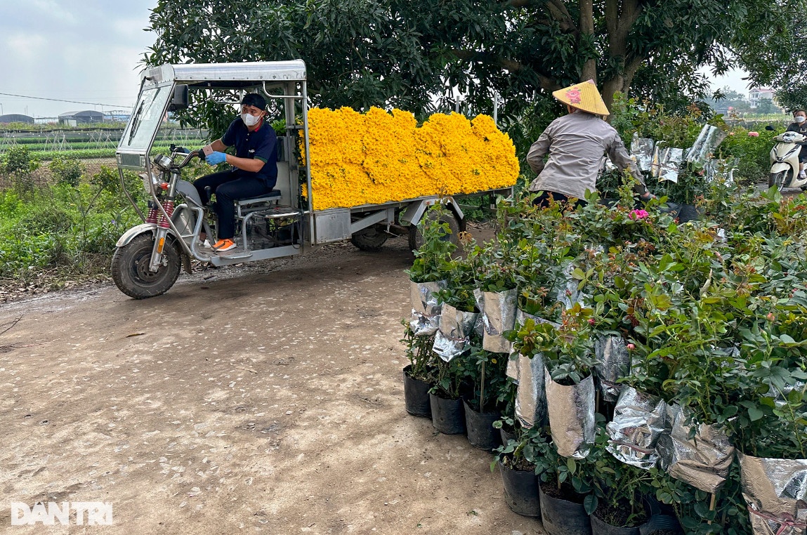Những chuyến xe chuyên chở hoa đầy màu sắc tạo nên nhịp lao động hối hả trên cánh đồng hoa thôn Hạ Lôi.