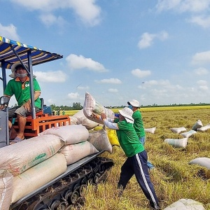 Tin tức kinh tế ngày 24/1: Giá gạo Thái Lan liên tục tăng cao